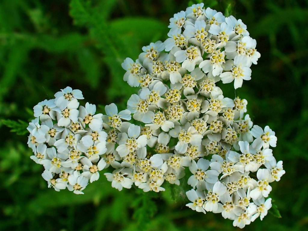 Achillea millefolium Yarrow