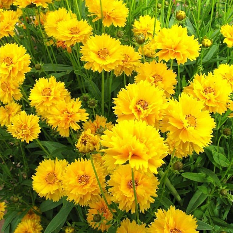 Coreopsis drummondii Early Sunrise