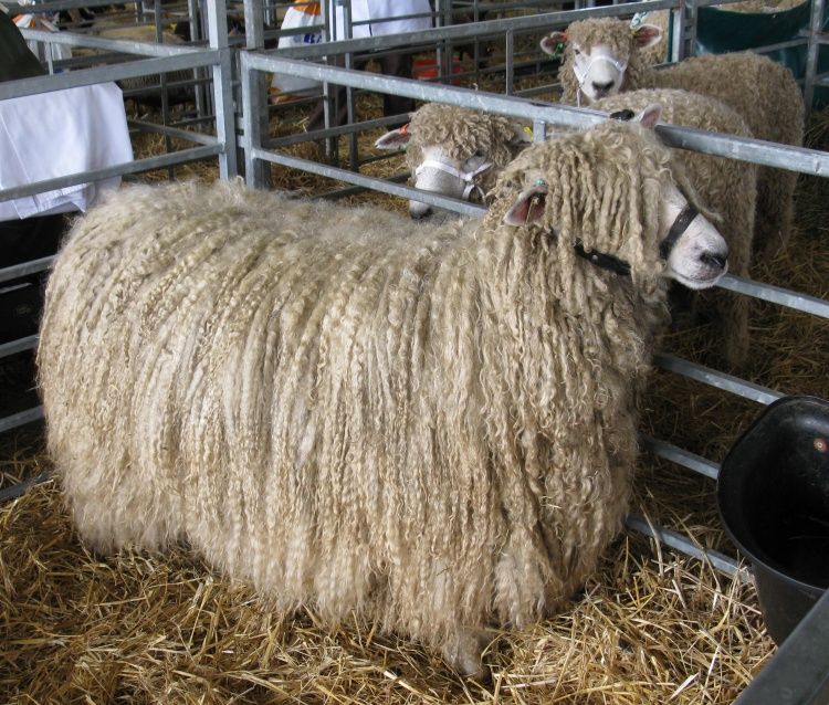 Вівці лінкольнської породи