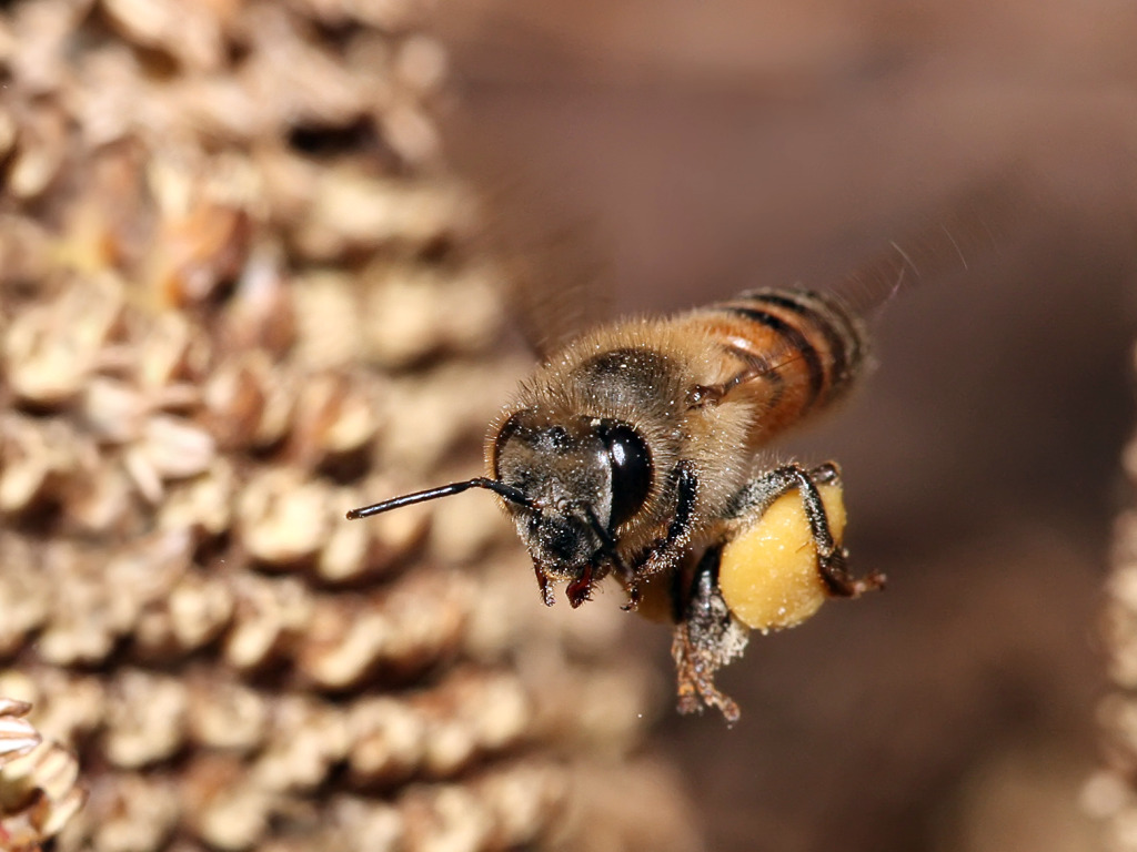 Рекомендации по уходу за пчелами ранней весной.jpg