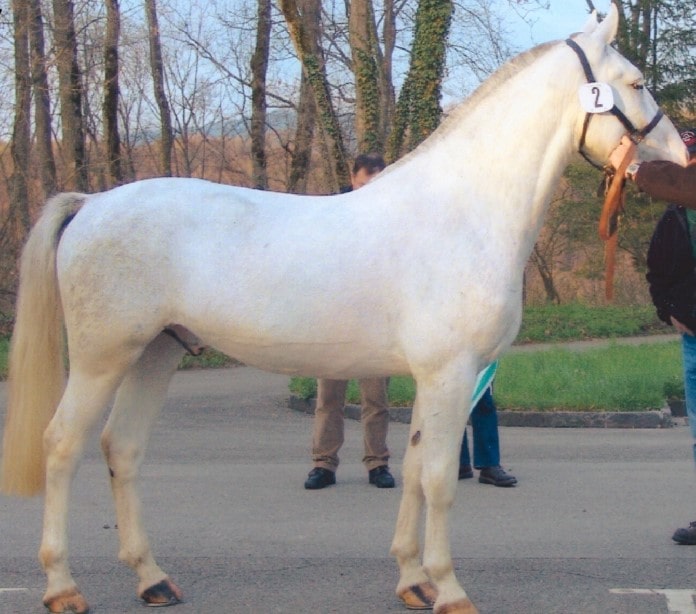 Конь доминантной белой масти