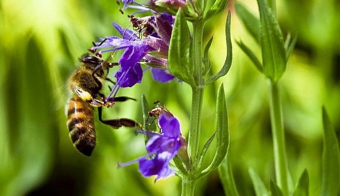 Пчела на цветке иссопа