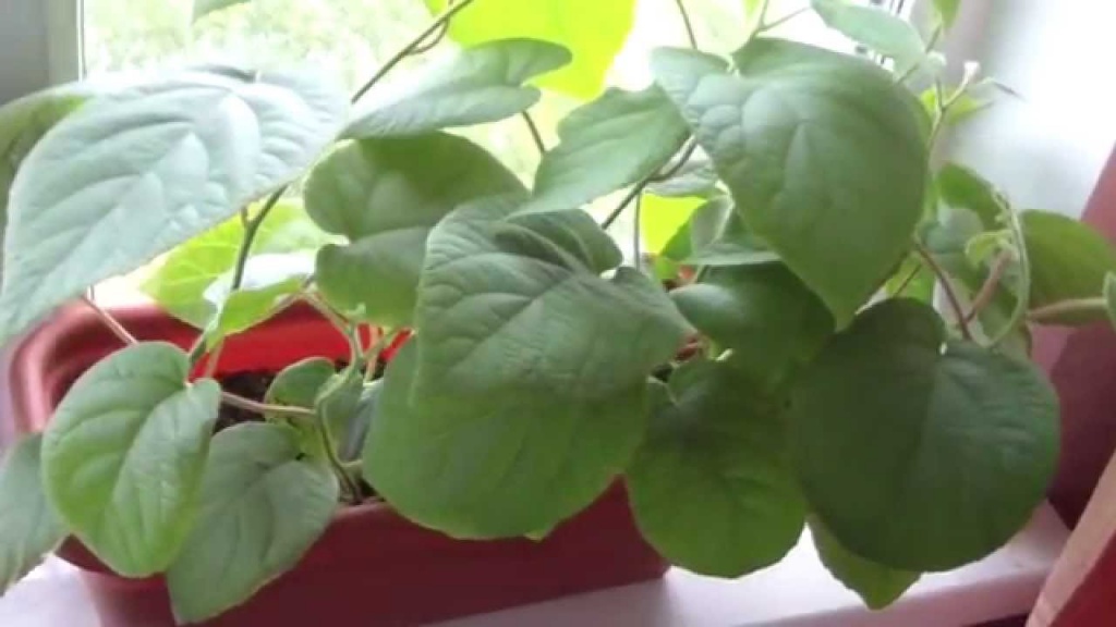 Как посадить и вырастить киви в квартире.jpg