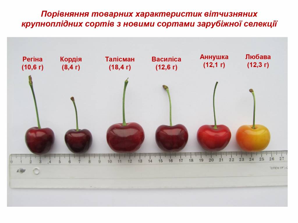 Порівняння сортів черешні української та іноземної селекції