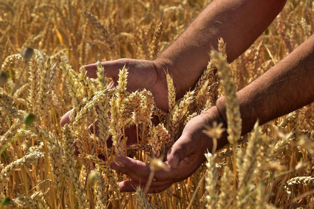 Врожай пшениці у полі