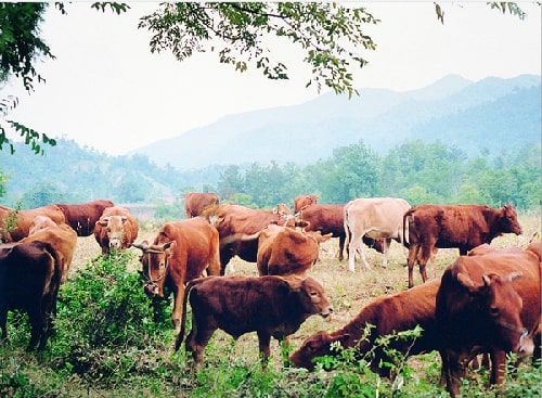 Скотарство в Китаї