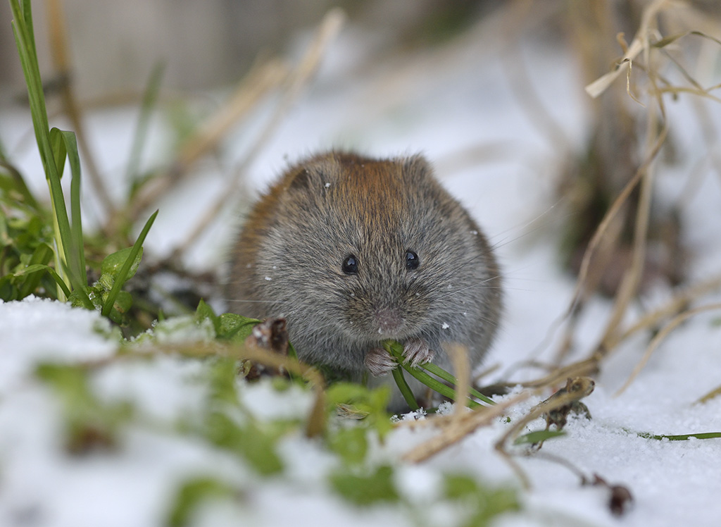 Мишоподібні гризуни добре почуваються взимку за наявності корму й неущільненого снігового покриву