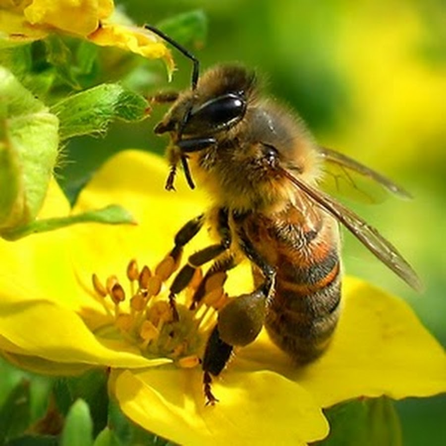 Пчела собирает пыльцу.jpg