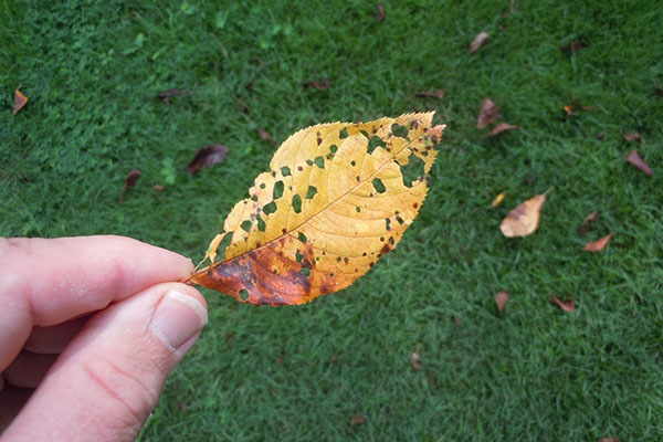Пораженный коккомикозом лист вишни.jpg