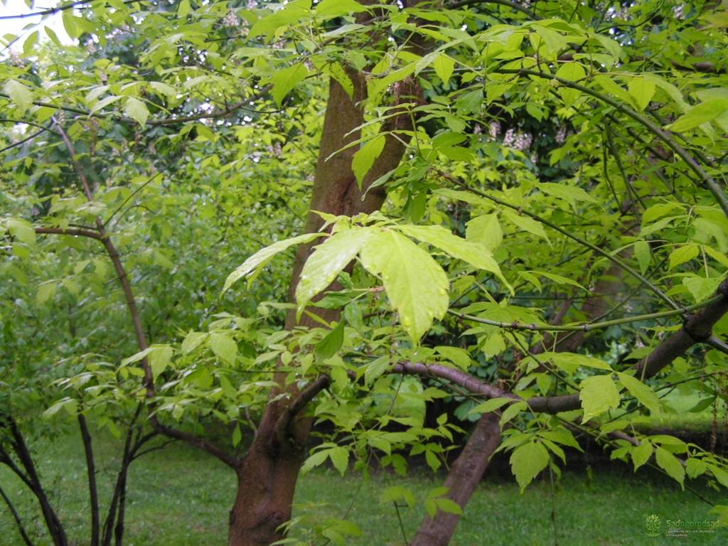Клен ясенелистный (Acer negundo)