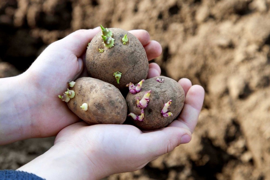 Выращивание картофеля на приусадебном участке