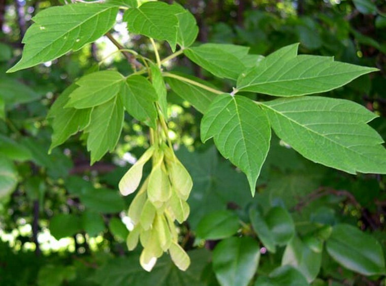 Клен ясенелистный (Acer negundo): ветка с листьями и плодами