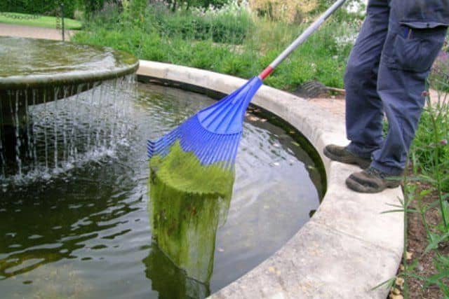 Как очистить пруд от ряски