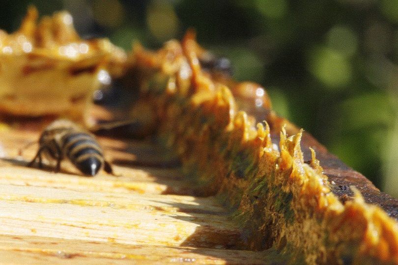 Медоносные пчелы и прополис