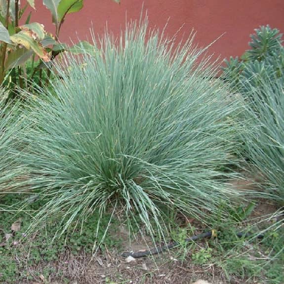 Festuca Amethystina