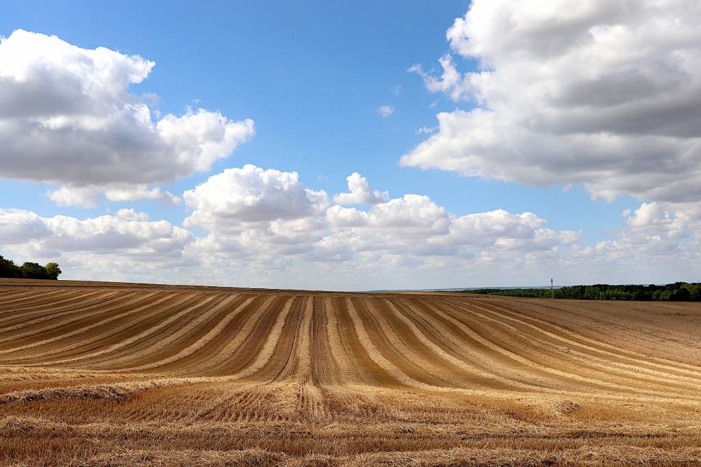 Аграраії понад половини областей України завершили збирання ранніх зернових