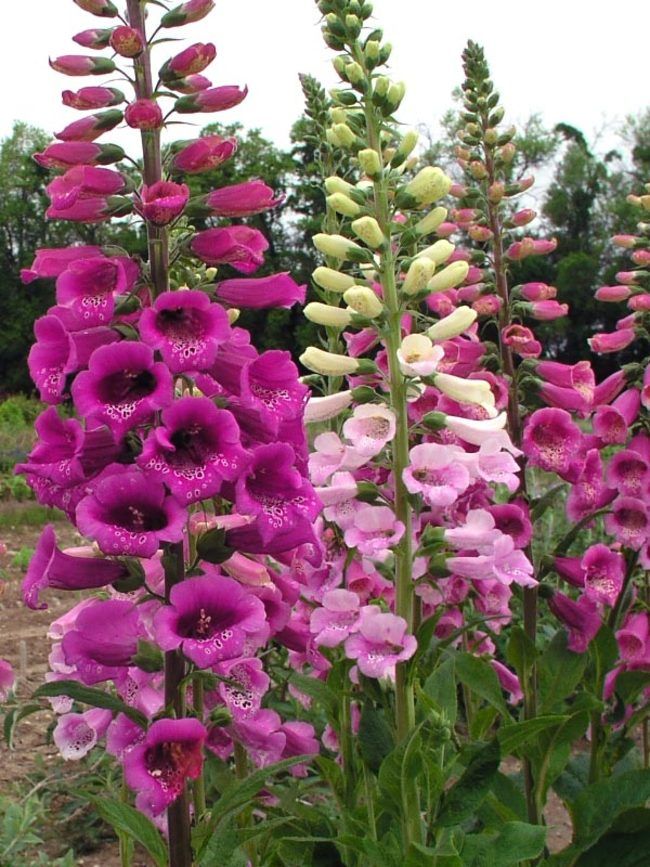 Gibrid (Digitalis x mertonensis)