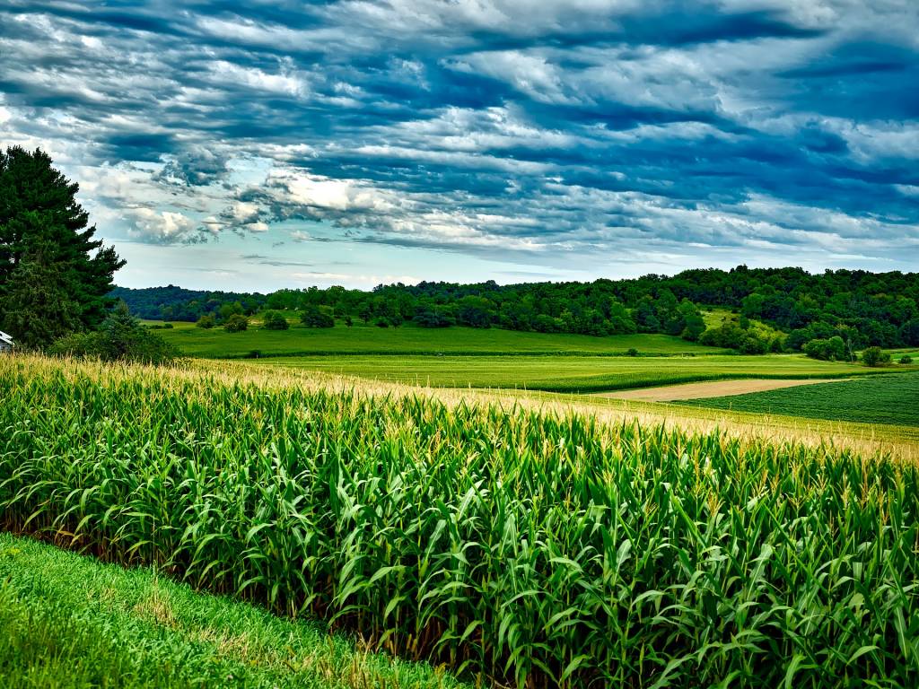 Фермерське поле кукурудзи