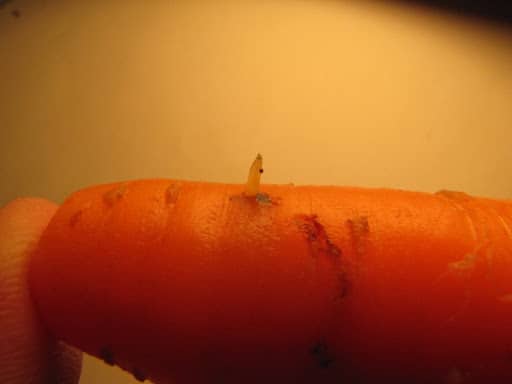 Личинка морковной мухи
