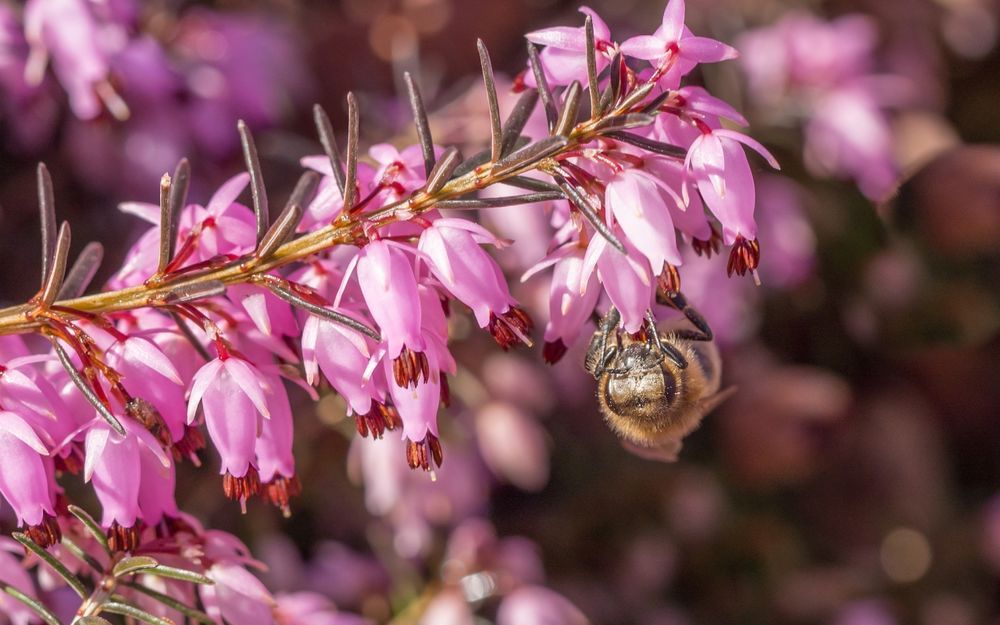 Пчела на цветках вереска