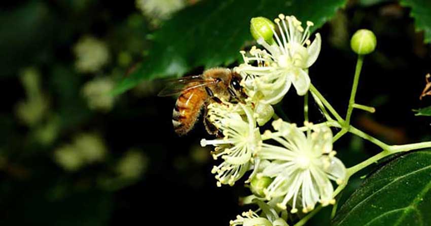 Пчела на цветущей липе.jpg