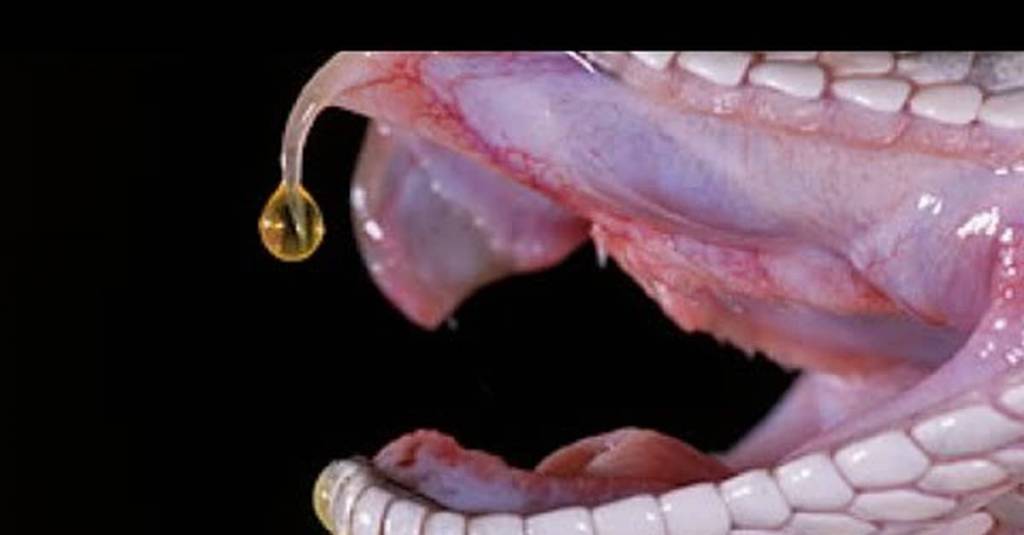 Ядовитый зуб змеи
