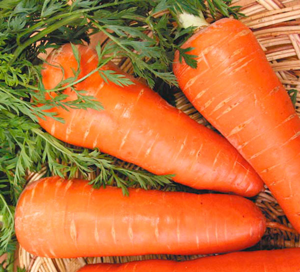 Сорт моркови Шантане Рояль.jpg
