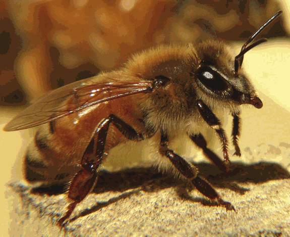 Итальянская порода пчел.gif