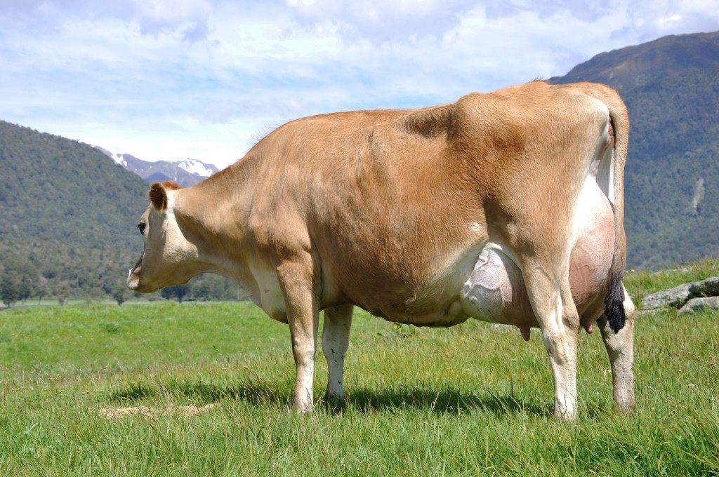 Народные приметы при покупке коровы, как выбрать молочную телку?