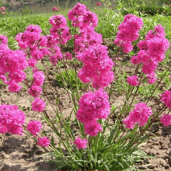 Lychnis viscaria