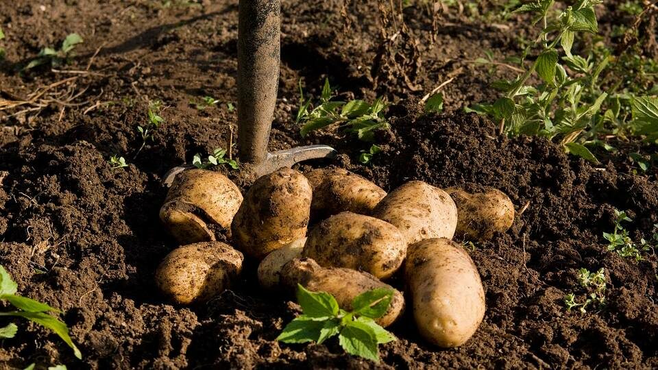 Хороший урожай картофеля