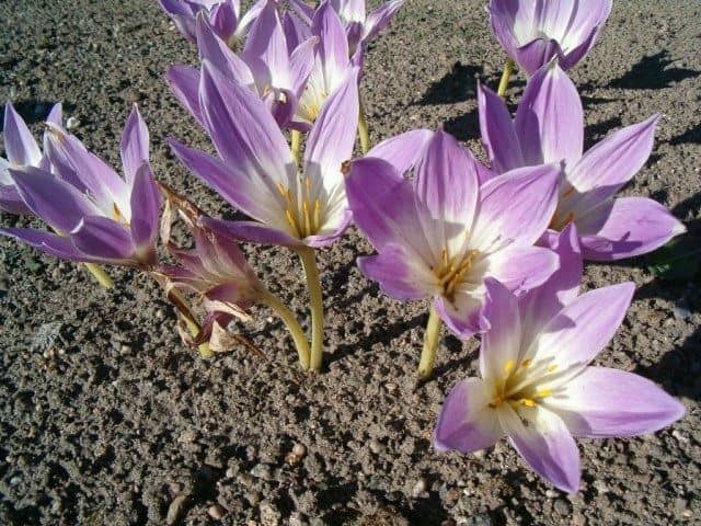 Colchicum speciosum Lilac Bedder