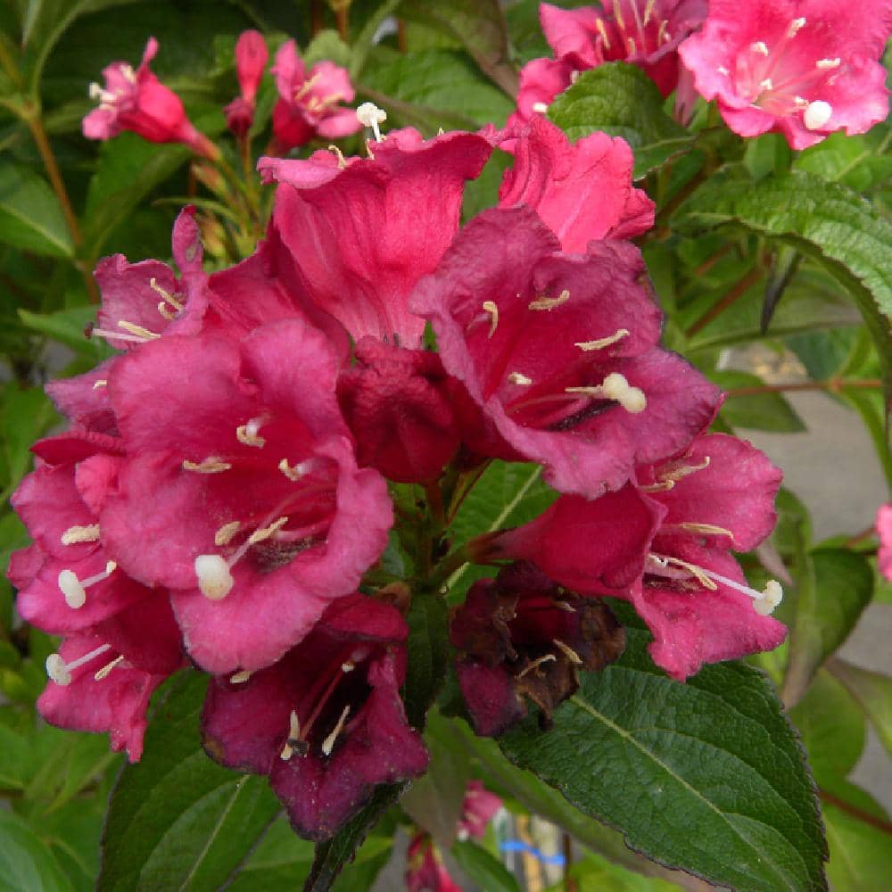 Weigela hybrida Ballet