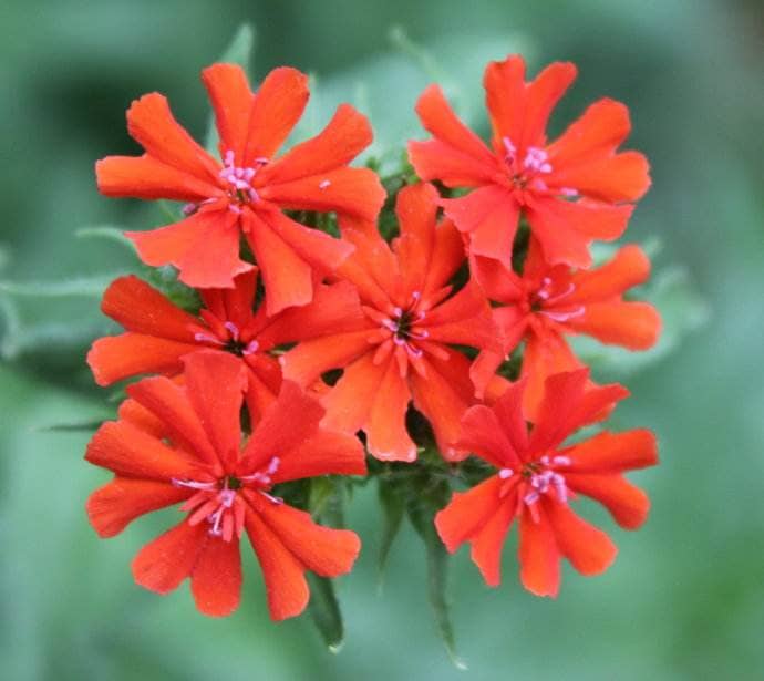 Lychnis fulgens