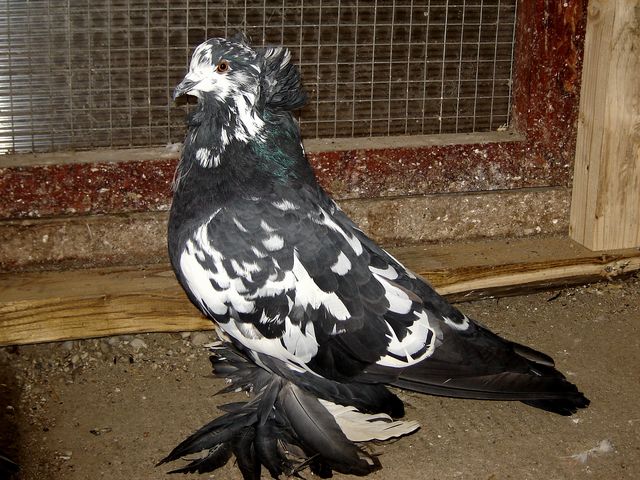 Угорська порода голубів