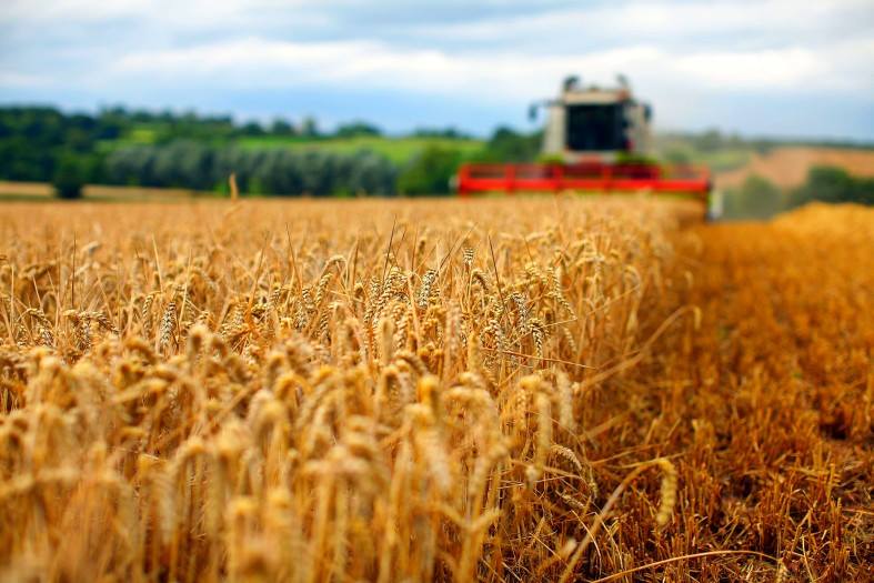 Найбільше чистого доходу в аграрній галузі приносить виробництво зернових, бобових та насіння олійних культур