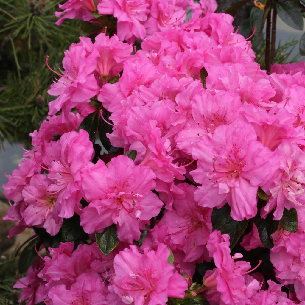 Rhododendron obtusum Petticoat