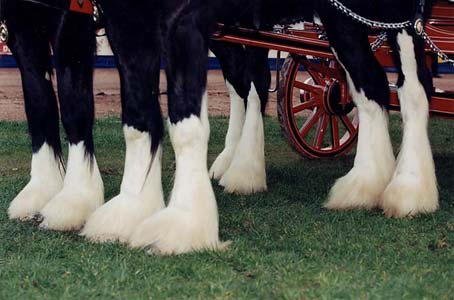 Ноги лошадей шайрской породы