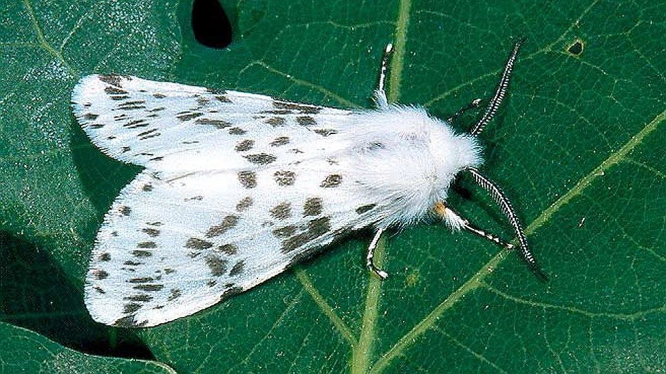 Американская белая бабочка Имаго