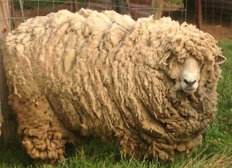 Тонкорунная овца