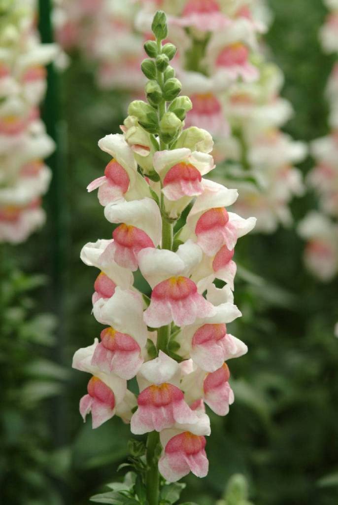 Antirrhinum Potomac Appleblossom