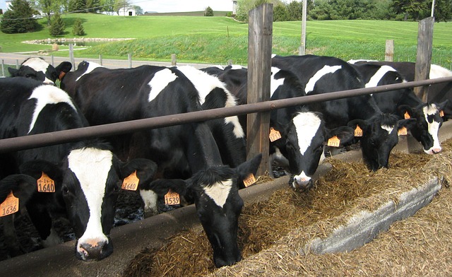 Молочне стадо корів на фермі 