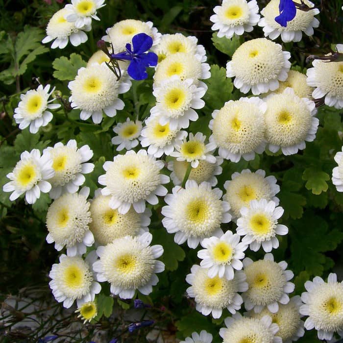 Pyrethrum parthenium