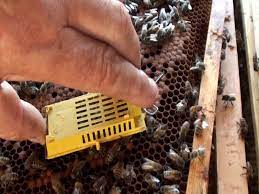 Бджоли лінії вароатолеранц