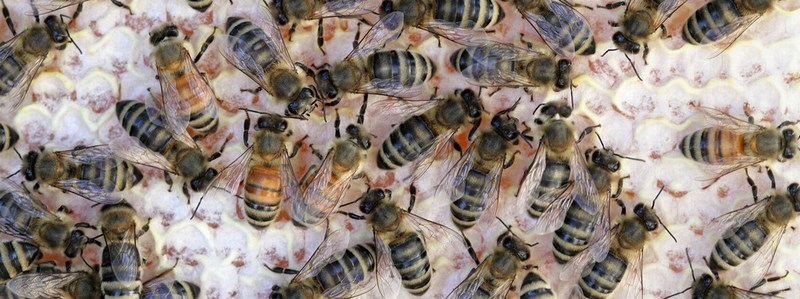 Пчелы во время медосбора.jpg