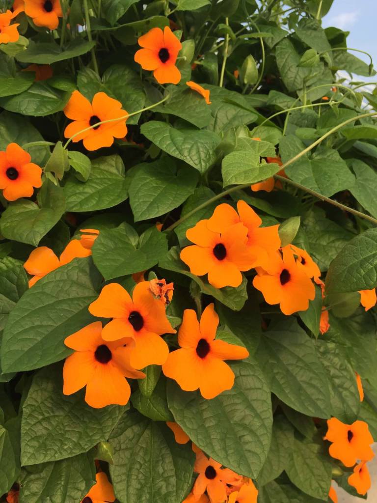 Thunbergia alata Sunny Susy Red Orange