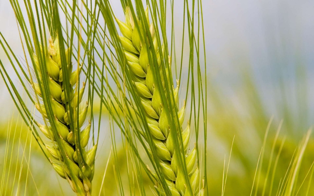Что такое классы пшеницы? Международная классификация качества пшеницы.  Описание шести существующих классов качества зерна.Показатели качества  пшеничных семян
