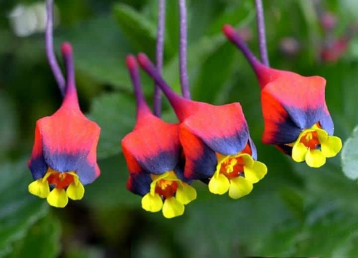 Tropaeolum tricolor