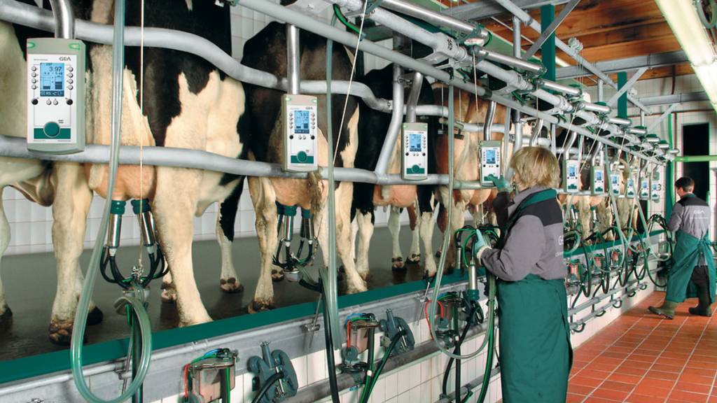 Процес доїння корів на фермі потребує електроенергії