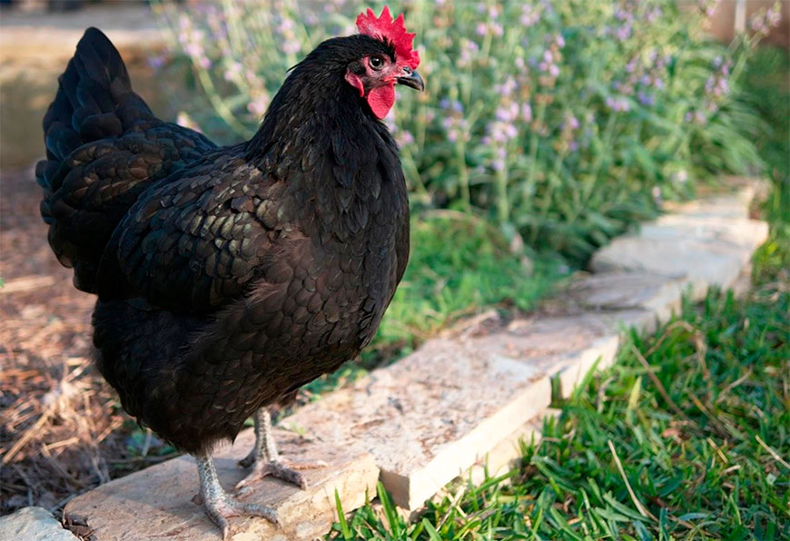 Интересные факты о цыплятах. Факты о курах, которые вы не знали. Интересно!